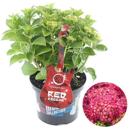 Hydrangea Red Reggae (5L, 50-70cm)