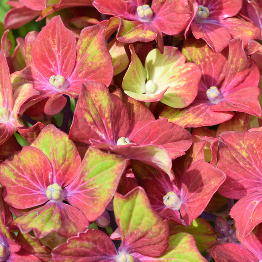 Hydrangea Glam Rock (9cm)