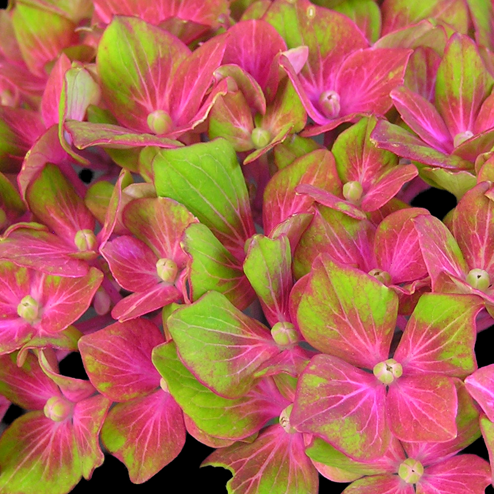 Hydrangea Glam Rock (9cm)
