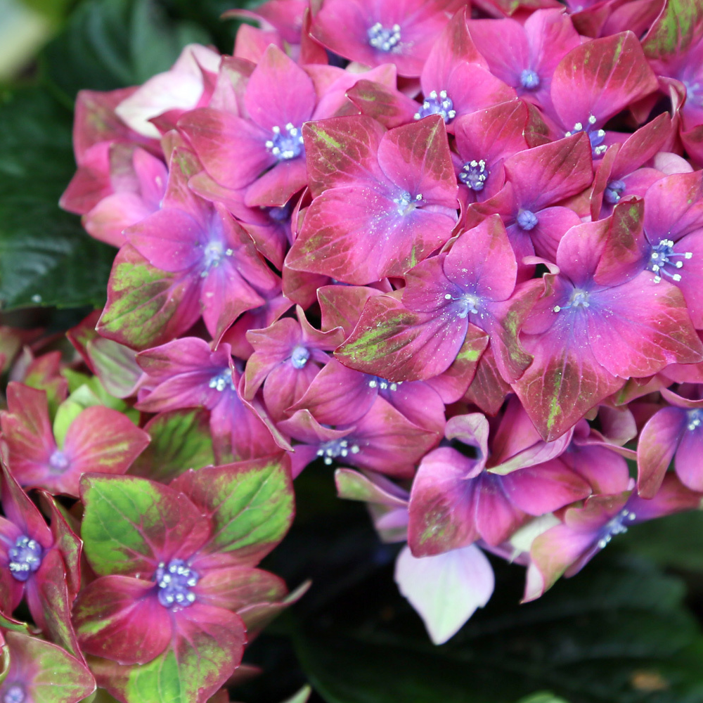 Hydrangea Glam Rock (9cm)