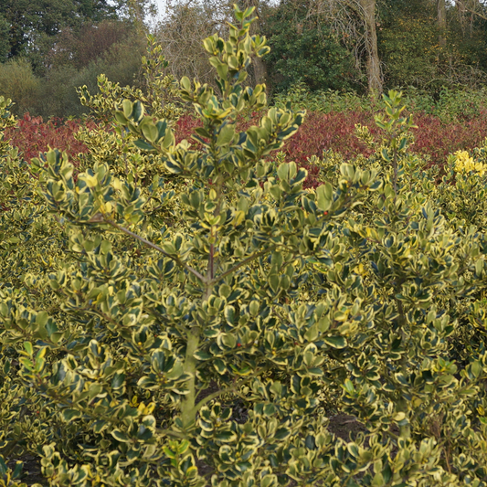 Ilex Golden King (9cm)