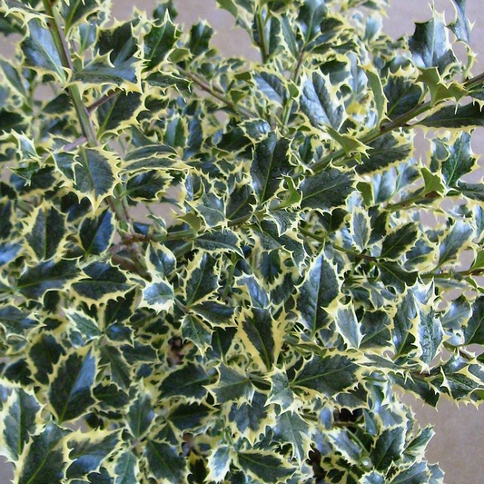 Ilex Argentea Marginata (9cm)