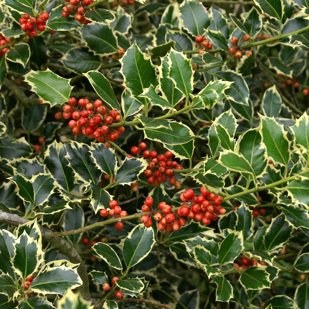 Ilex Argentea Marginata Tree (12L, 5-6ft)