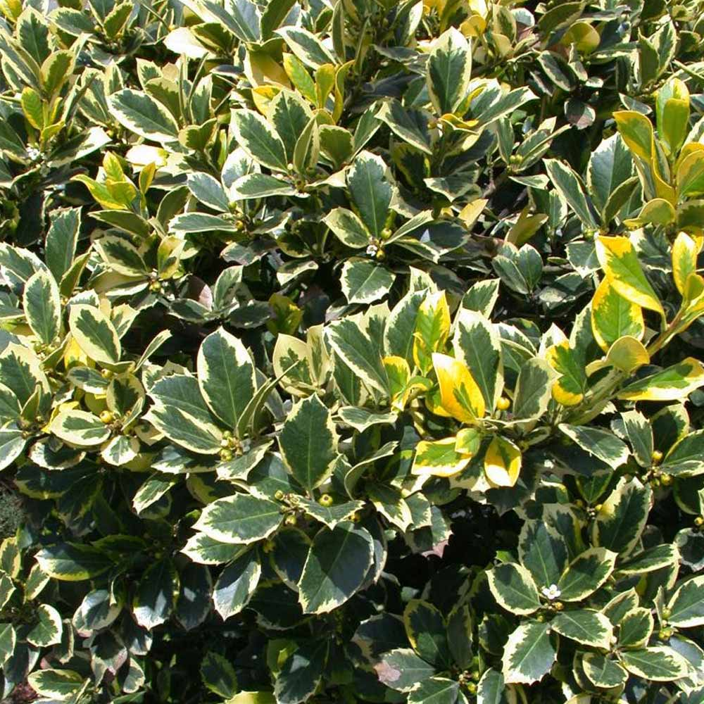 Ilex Argentea Marginata Tree (12L, 5-6ft)
