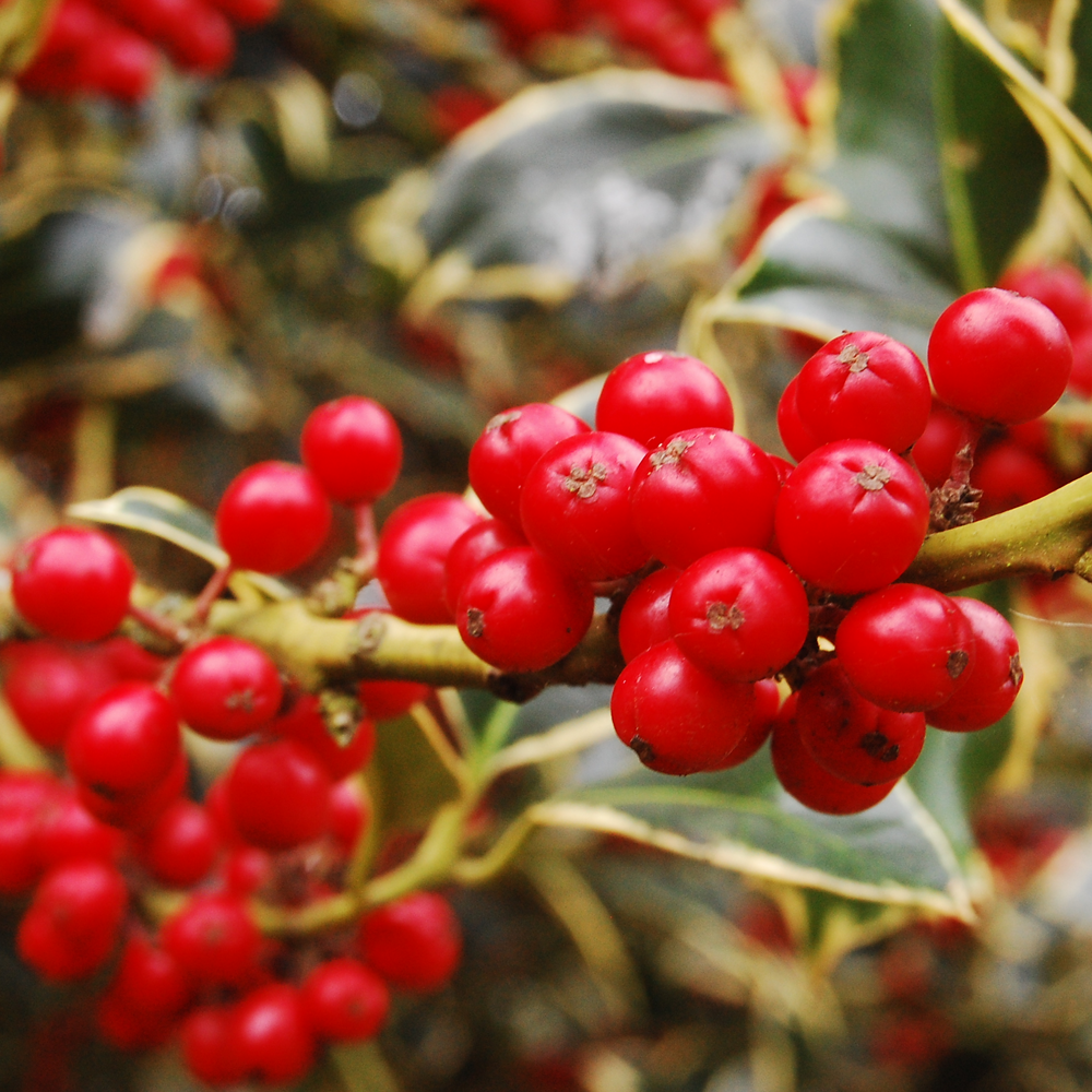 Ilex Argentea Marginata Tree (12L, 5-6ft)