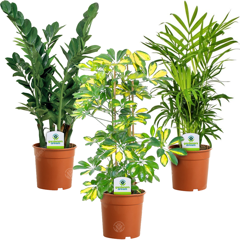 Indoor Plant Mix A Schefflera Zamioculca Chamaedorea 247plants indoor-plant-mix-a-schefflera-zamioculca-chamaedorea-247plants
