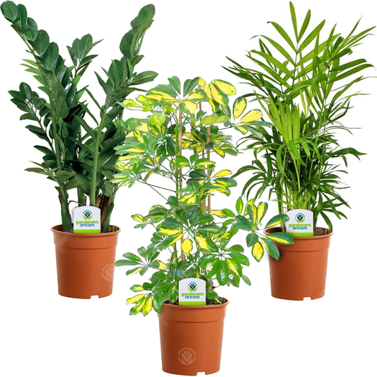 Indoor Plant Mix (A) - Schefflera, Zamioculca & Chamaedorea