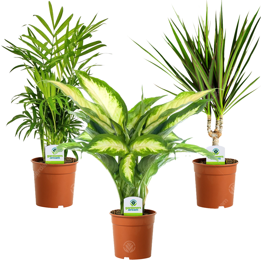 Indoor Plant Mix (B) - Dieffenbachia, Chamaedorea & Dracaena