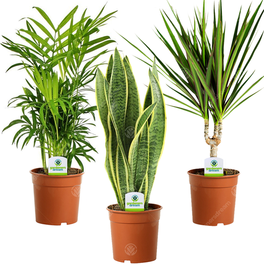 Indoor Plant Mix (D) - Sansevieria, Chamaedorea, & Dracaena