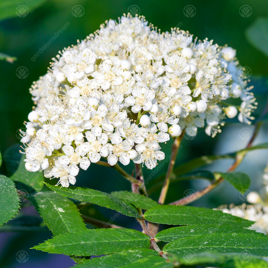Sorbus Sheerwater Seedling Tree (12L, 5-6ft)