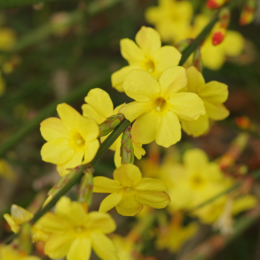 Jasminum Nudiflorum (9cm)