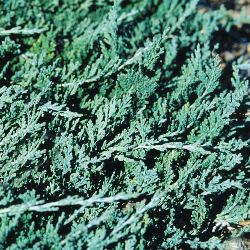 Juniperus Blue Carpet (9cm)