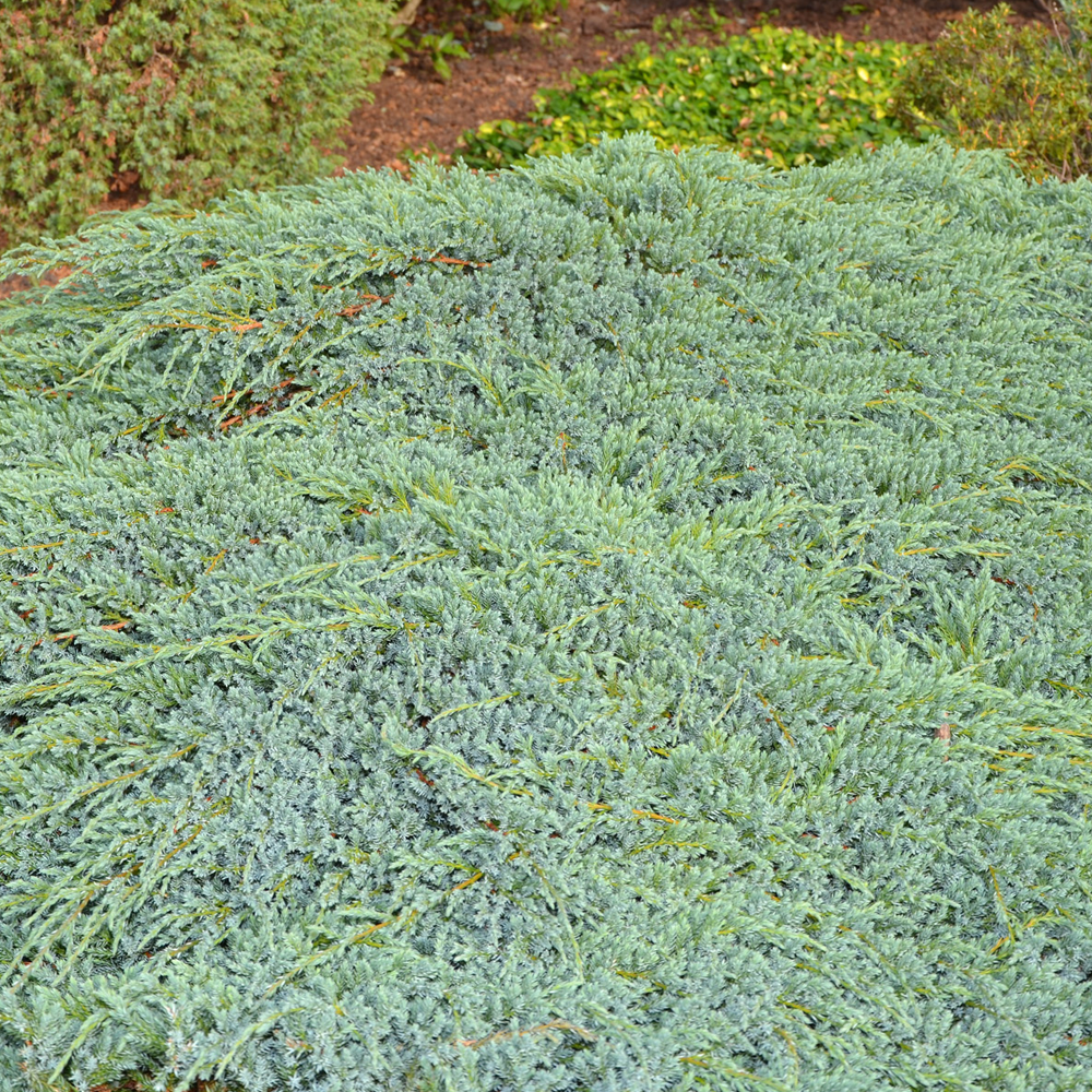 Juniperus Blue Carpet (9cm)