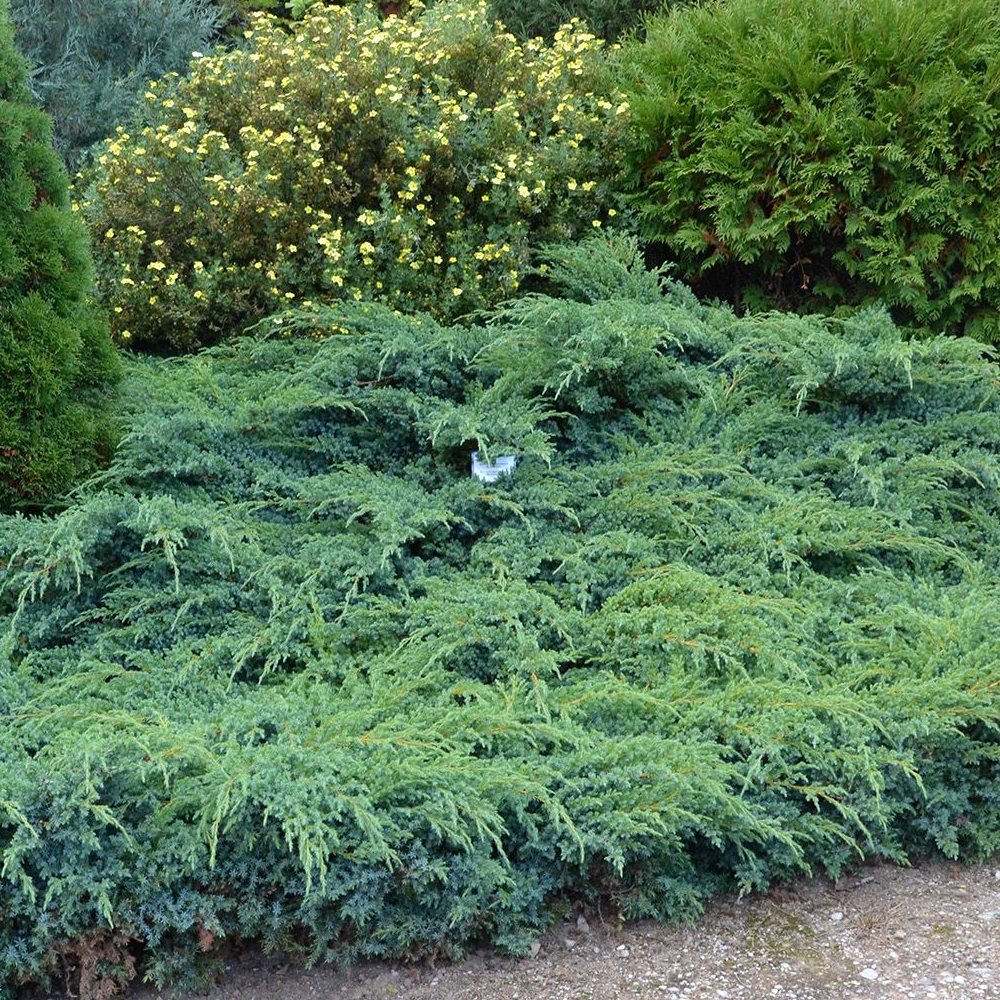 Juniperus Blue Carpet (9cm)