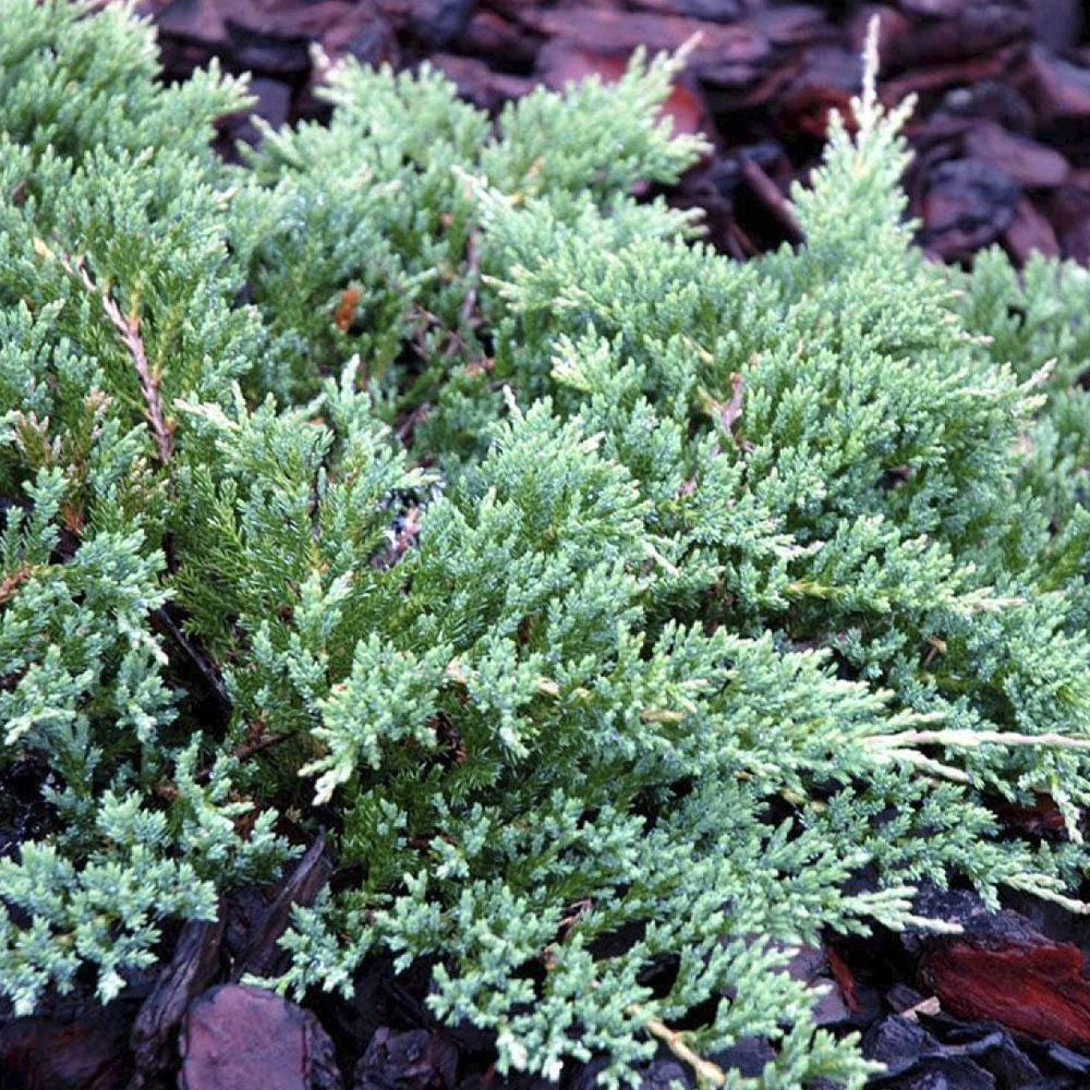 Juniperus Prince of Wales (9cm)