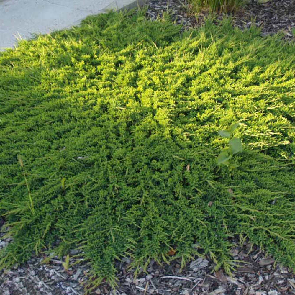 Juniperus Prince of Wales (9cm)