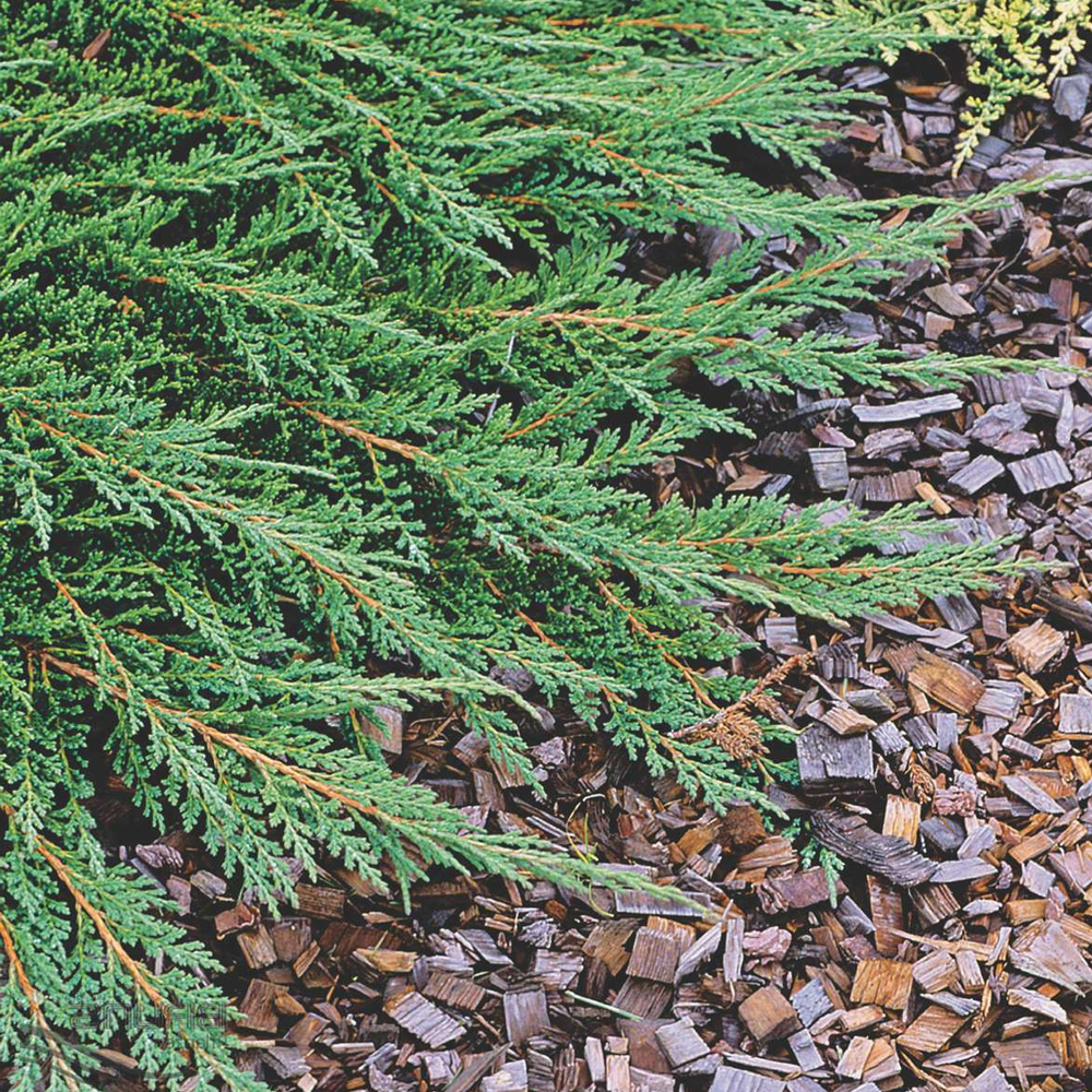 Juniperus Prince of Wales (9cm)