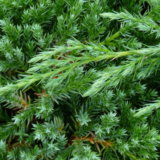 Juniperus Blue Alps (9cm)