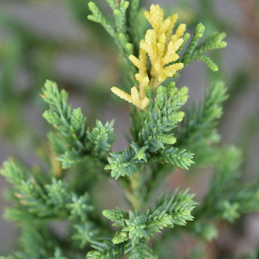 Juniperus Stricta (9cm)