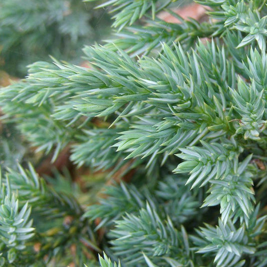 Juniperus Blue Swede (9cm)