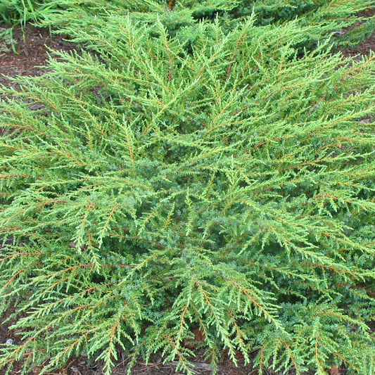 Juniperus Green Carpet (9cm)