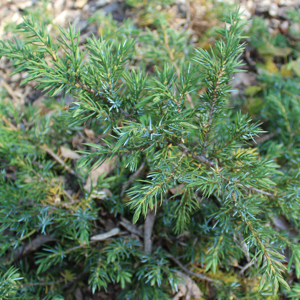 Juniperus Green Carpet (9cm)