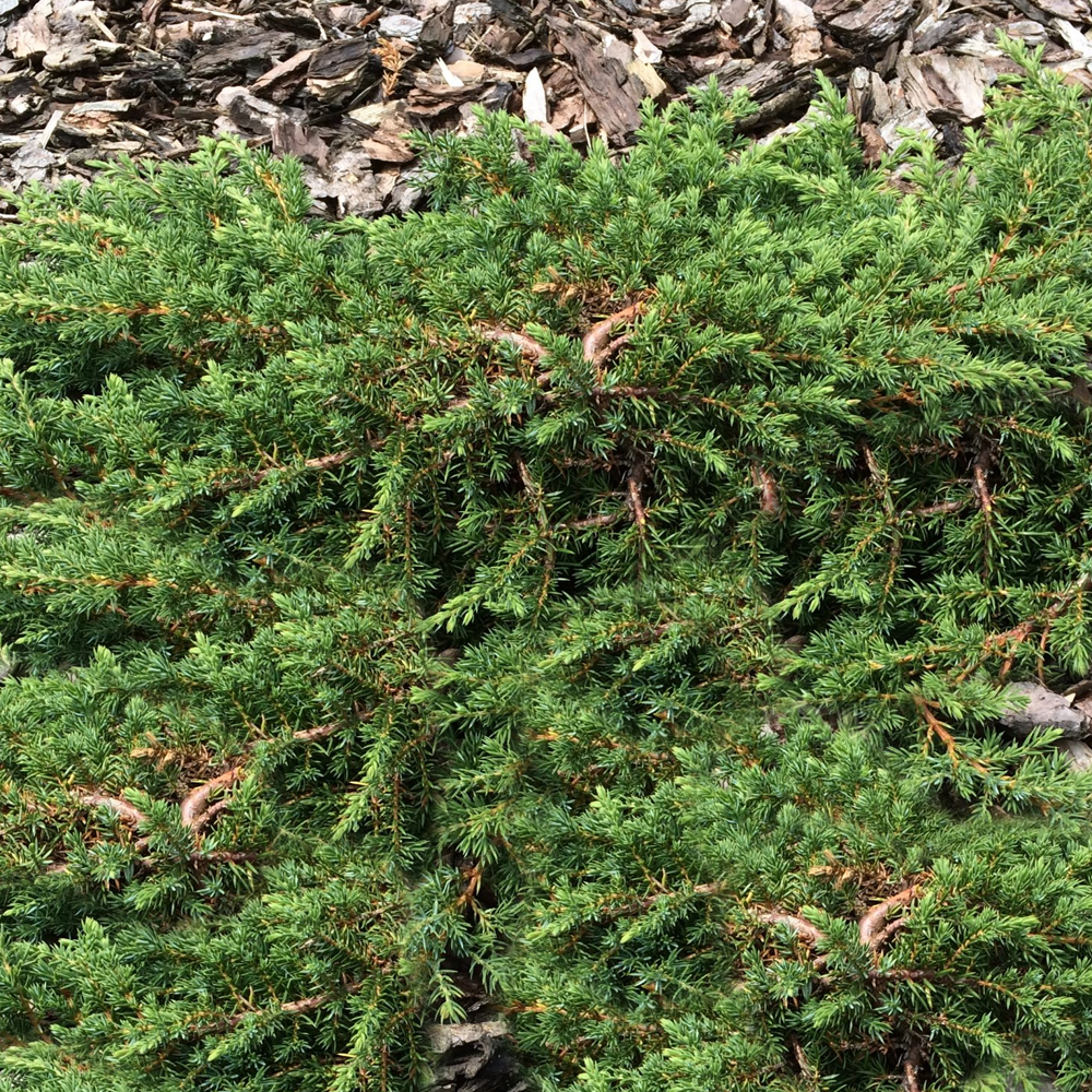 Juniperus Green Carpet (9cm)