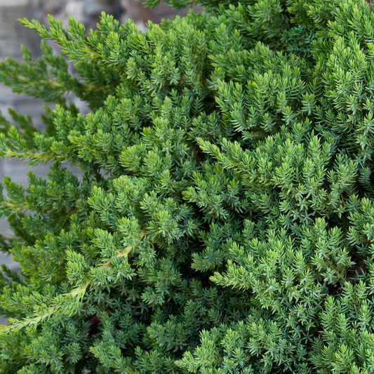 Juniperus Nana (9cm)