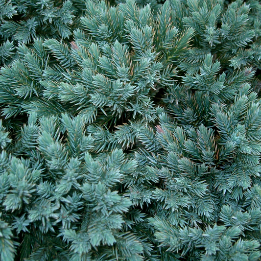 Juniperus Blue Star (9cm)