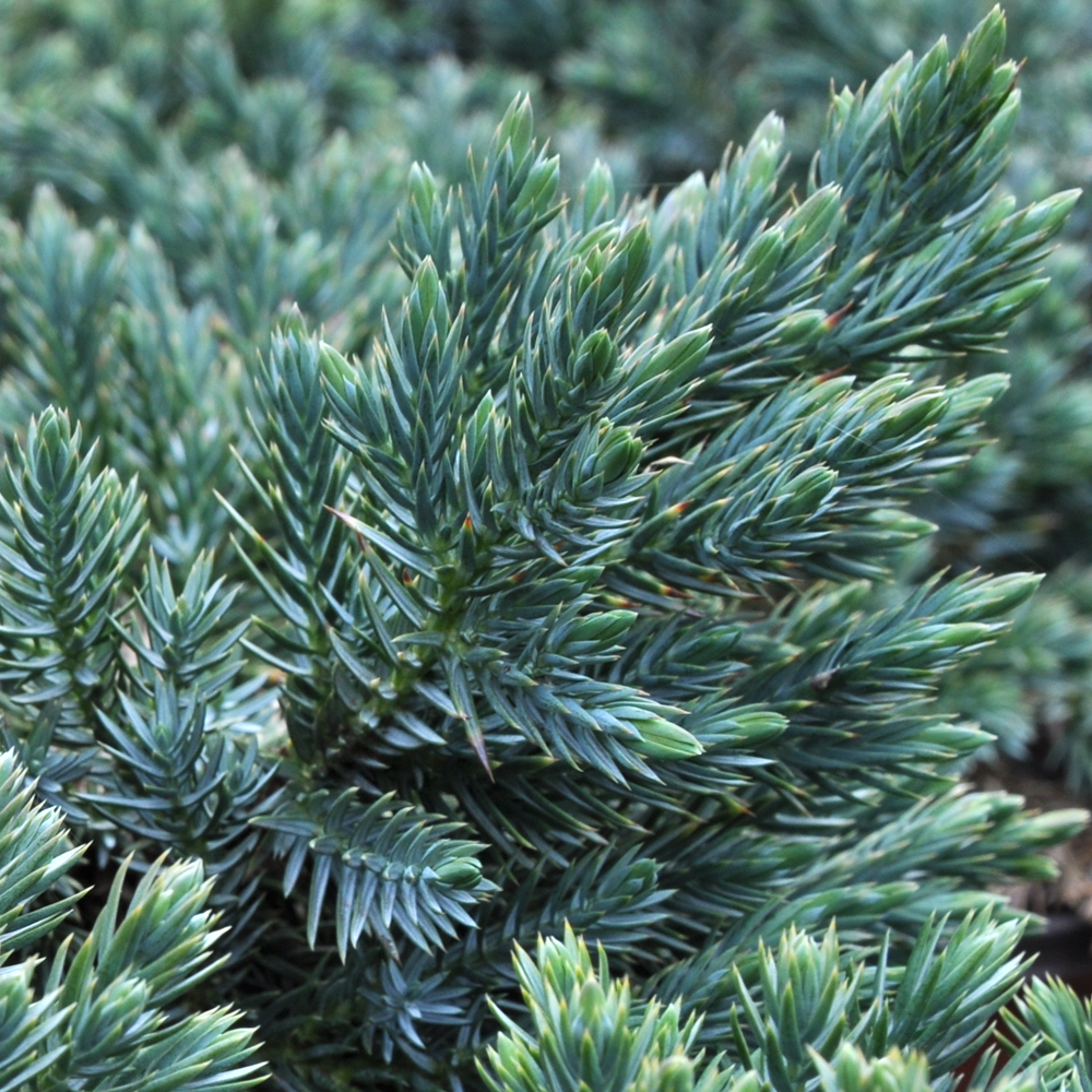 Juniperus Blue Star (9cm)