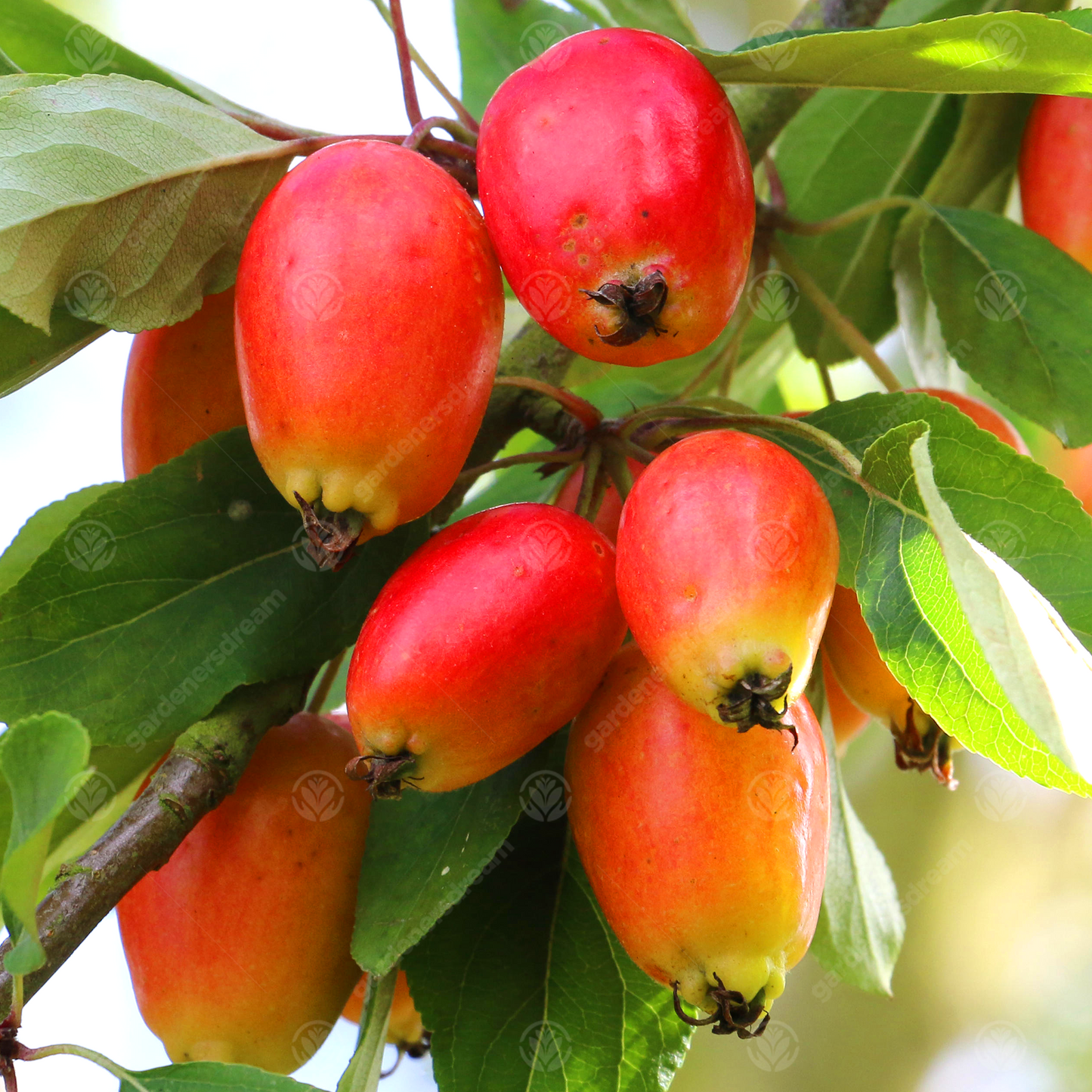 Malus John Downie Tree (12L, 5-6ft)