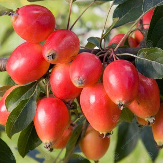 Malus John Downie Tree (12L, 5-6ft)