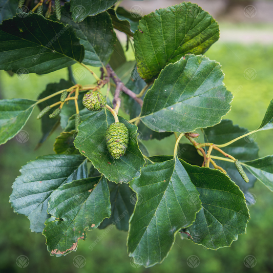 Alnus Imperialis Tree (12L, 5-6ft)