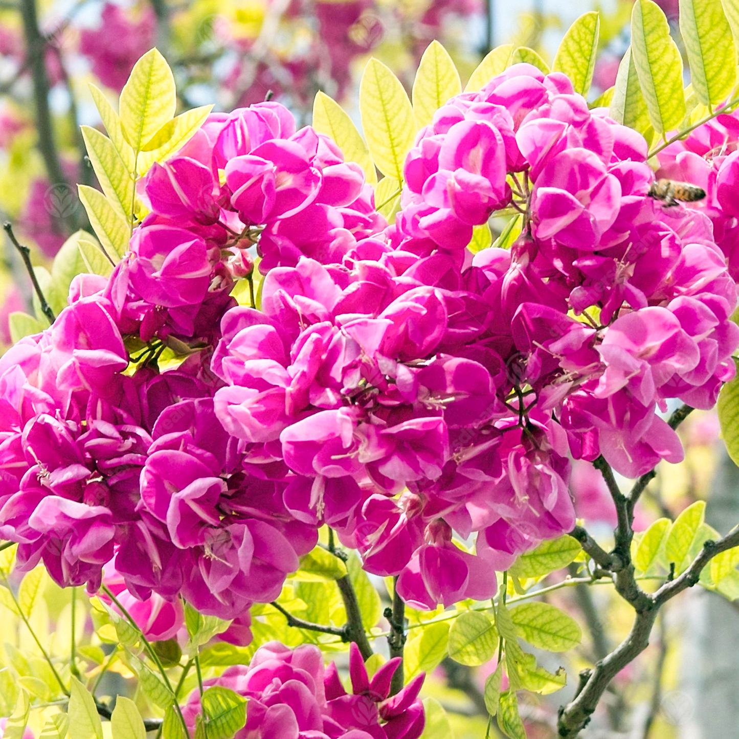 Robinia Pink Cascade Tree (12L, 5-6ft)