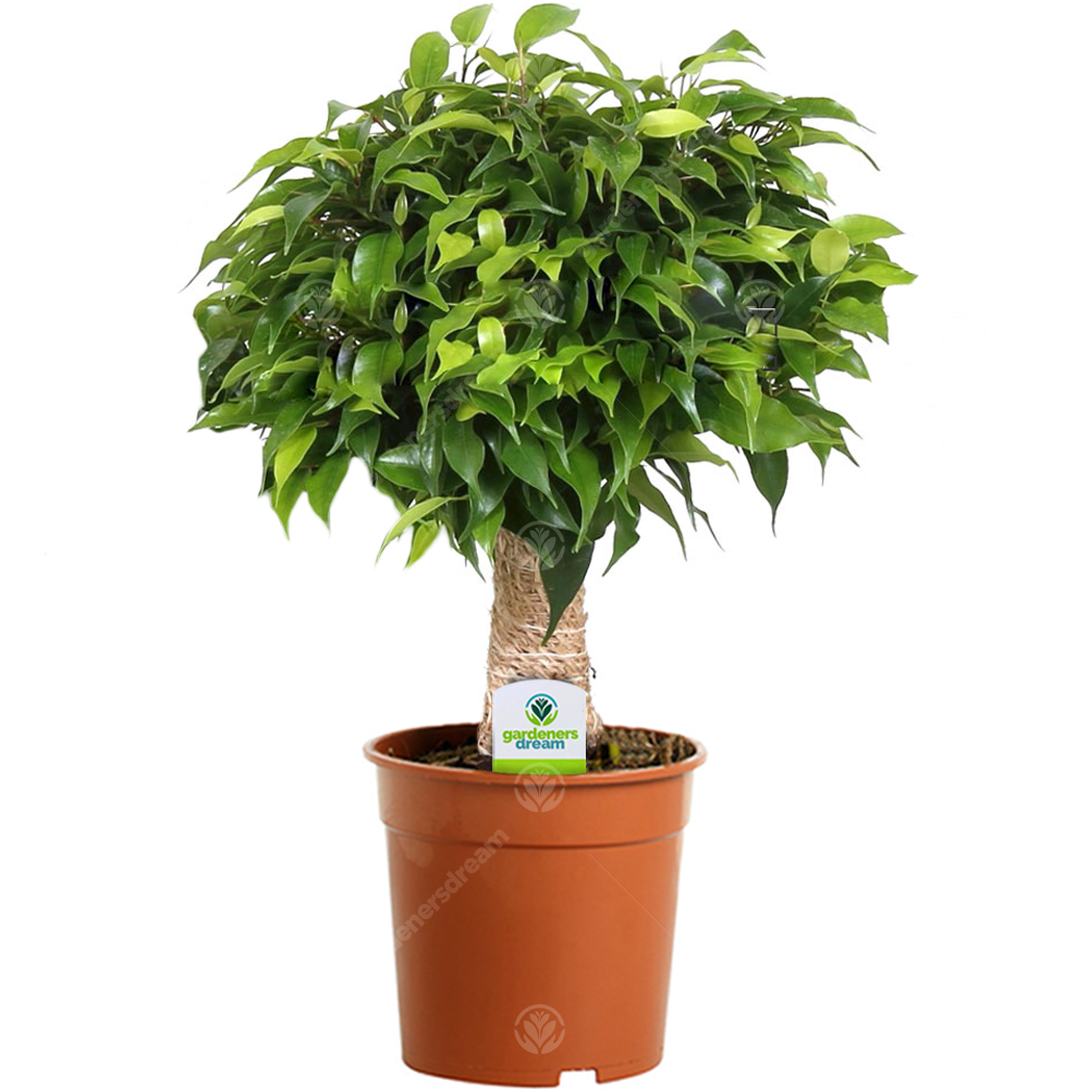 Ficus Dark Green Kinky Stem (12cm)