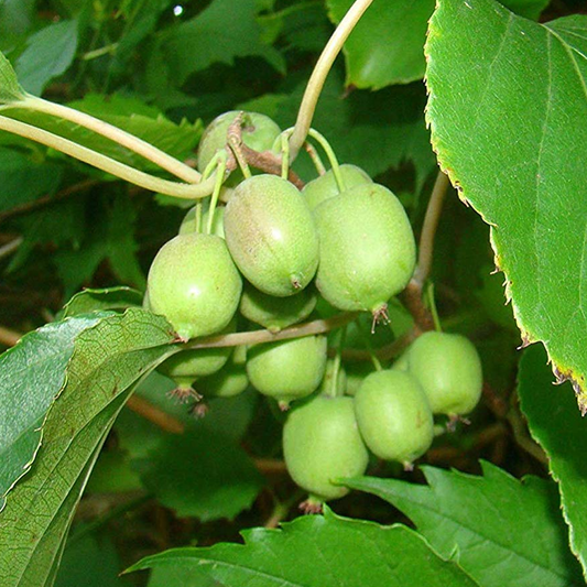 Kiwi - Actinidia Issai (9cm)
