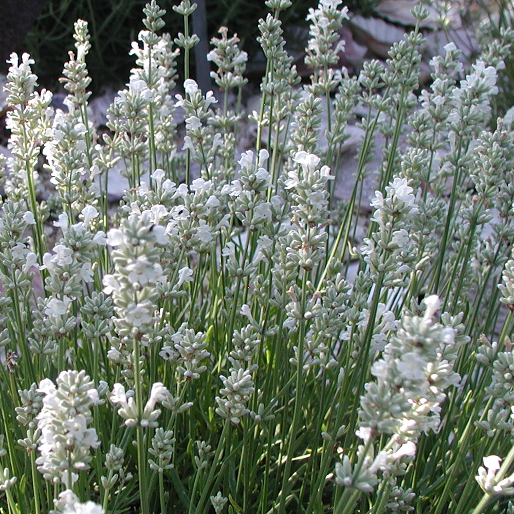 Lavender Arctic Snow (9cm)