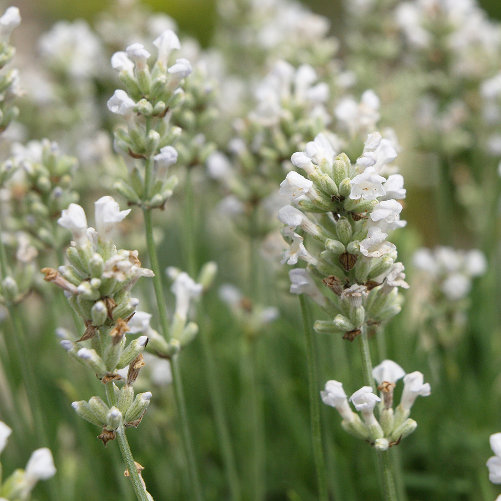 Lavender Arctic Snow (9cm)