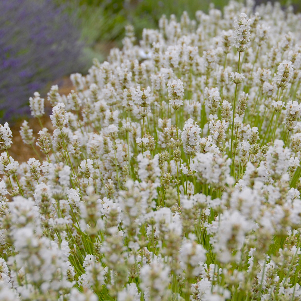 Lavender Arctic Snow (9cm)