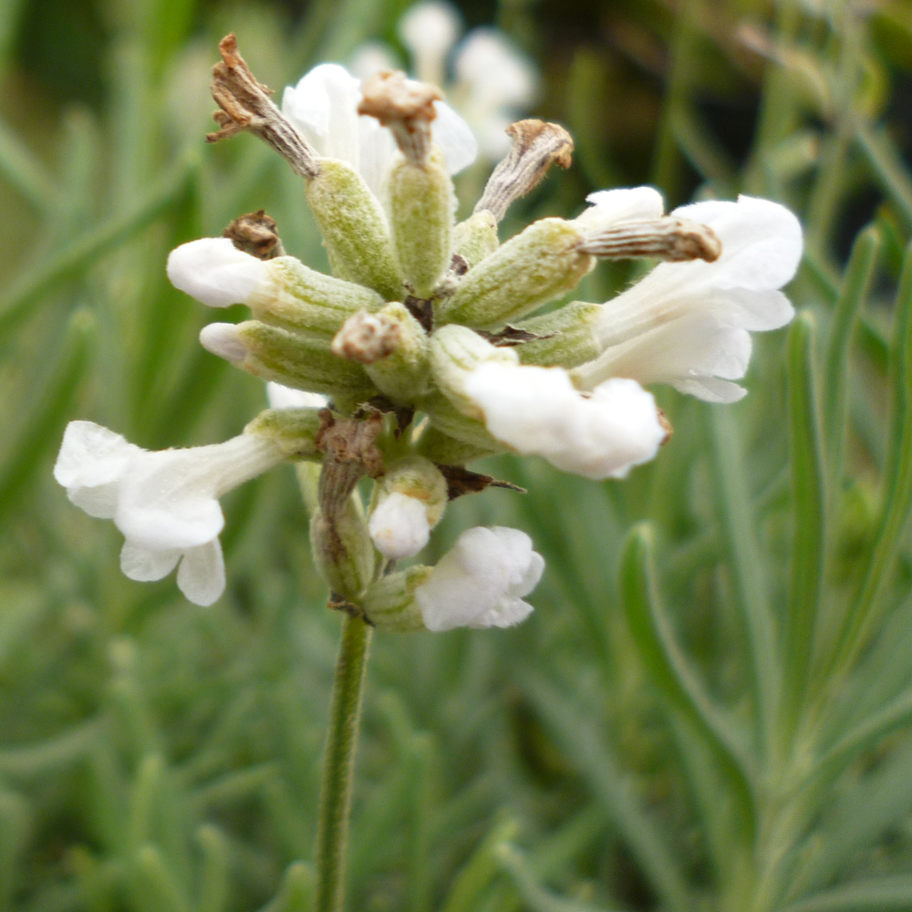 Lavender Arctic Snow (9cm)