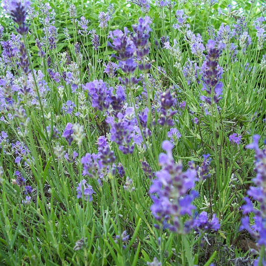 Lavender Munstead (9cm)