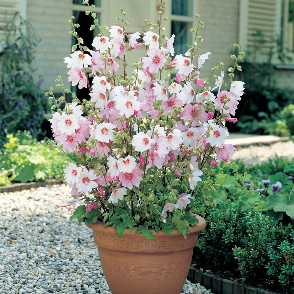 Lavatera x clementii 'Barnsley' (9cm, 3 Pack)