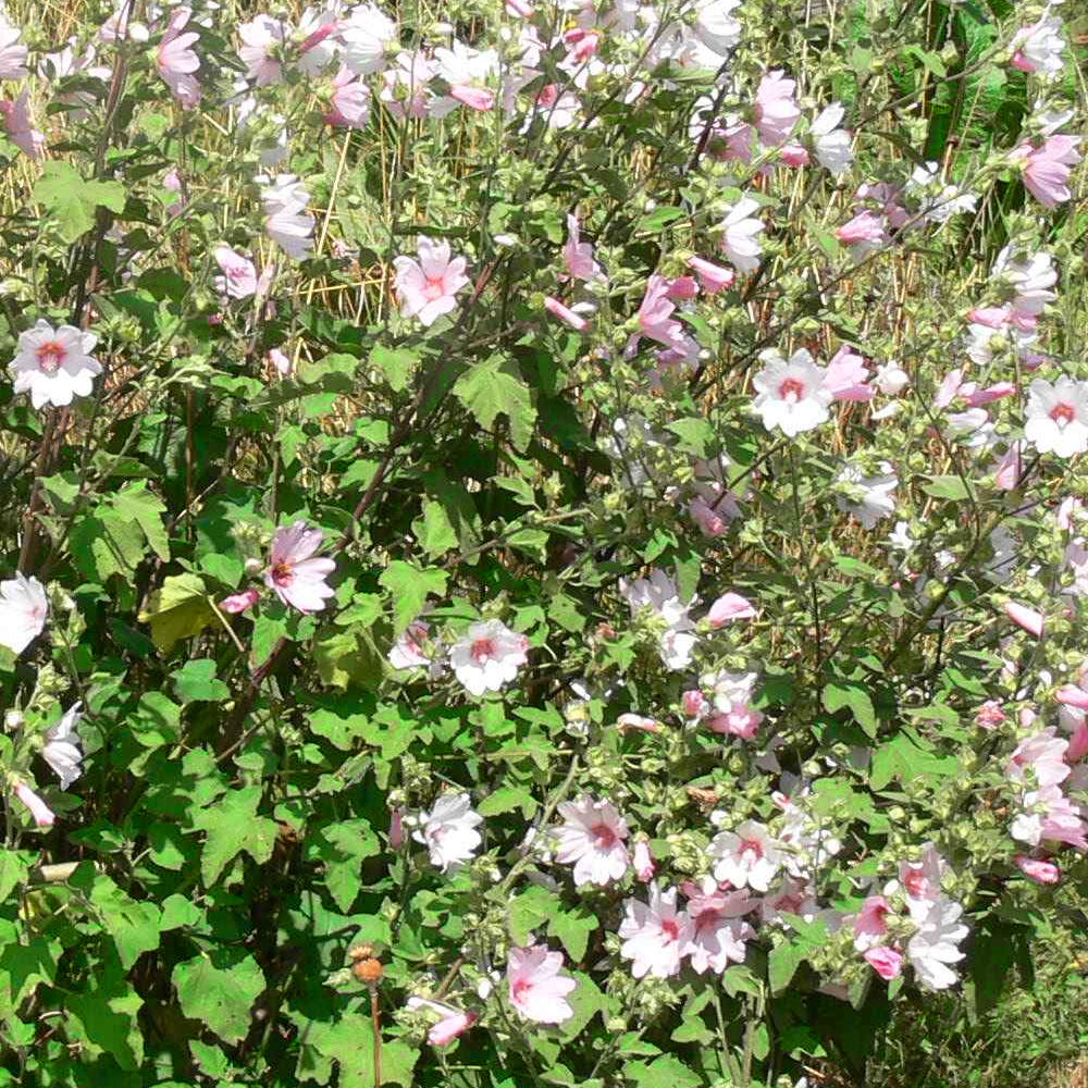 Lavatera x clementii 'Barnsley' (9cm, 3 Pack)
