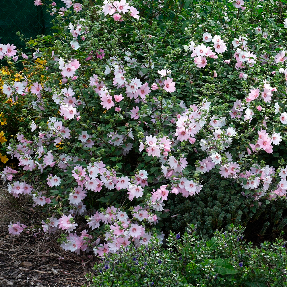 Lavatera x clementii 'Barnsley' (9cm, 3 Pack)