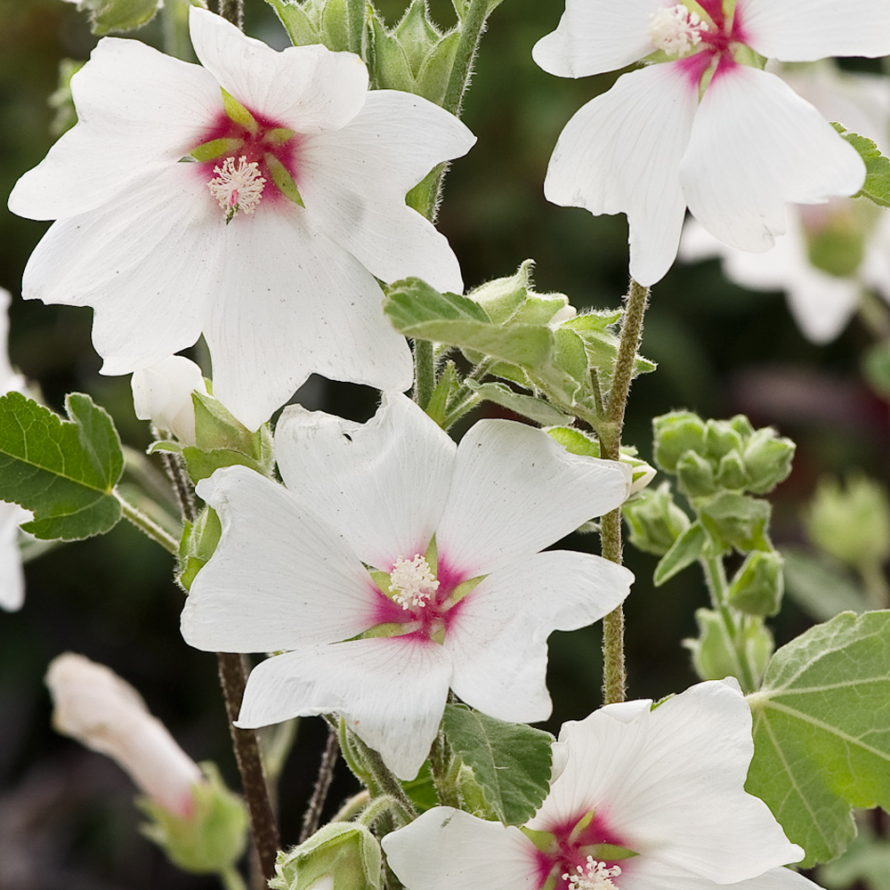 Lavatera x clementii 'Barnsley' (9cm, 3 Pack)