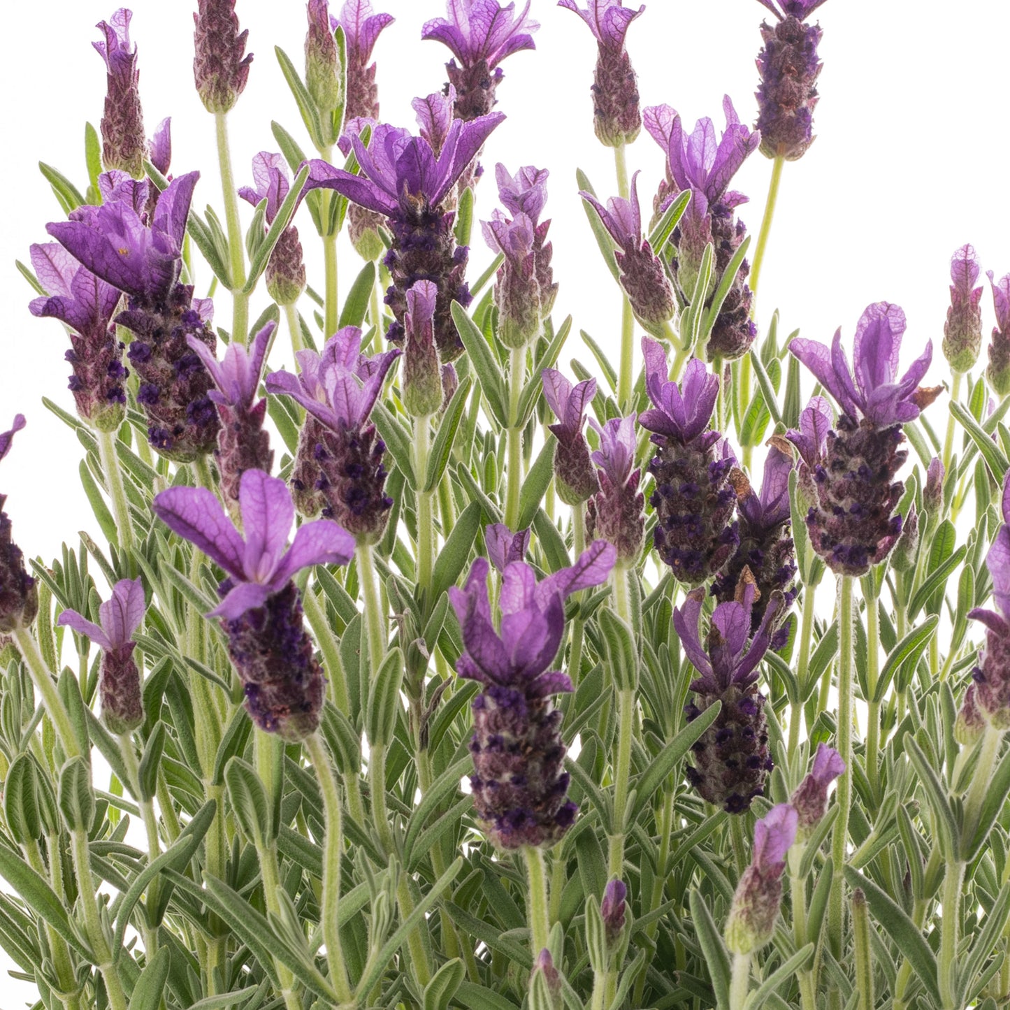 Lavender Stoechas (3L)