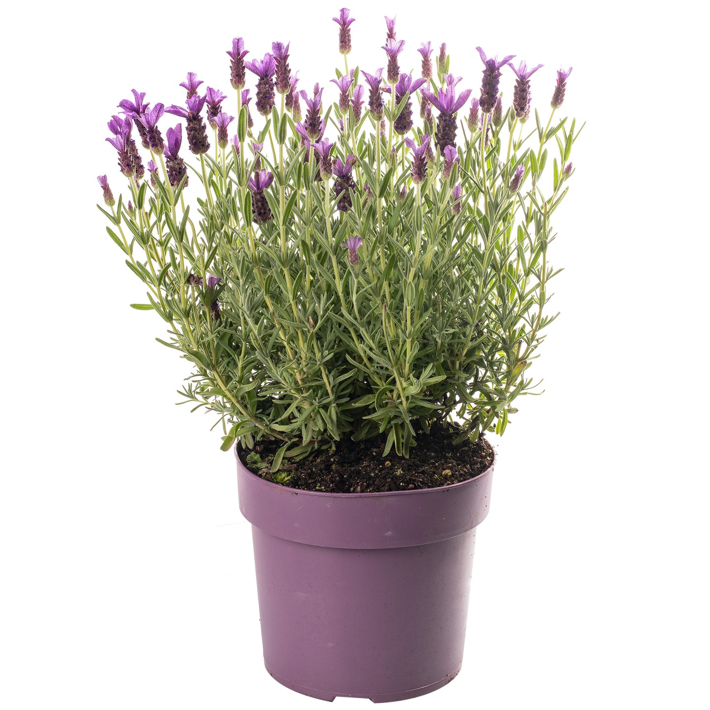 Lavender Stoechas (3L)