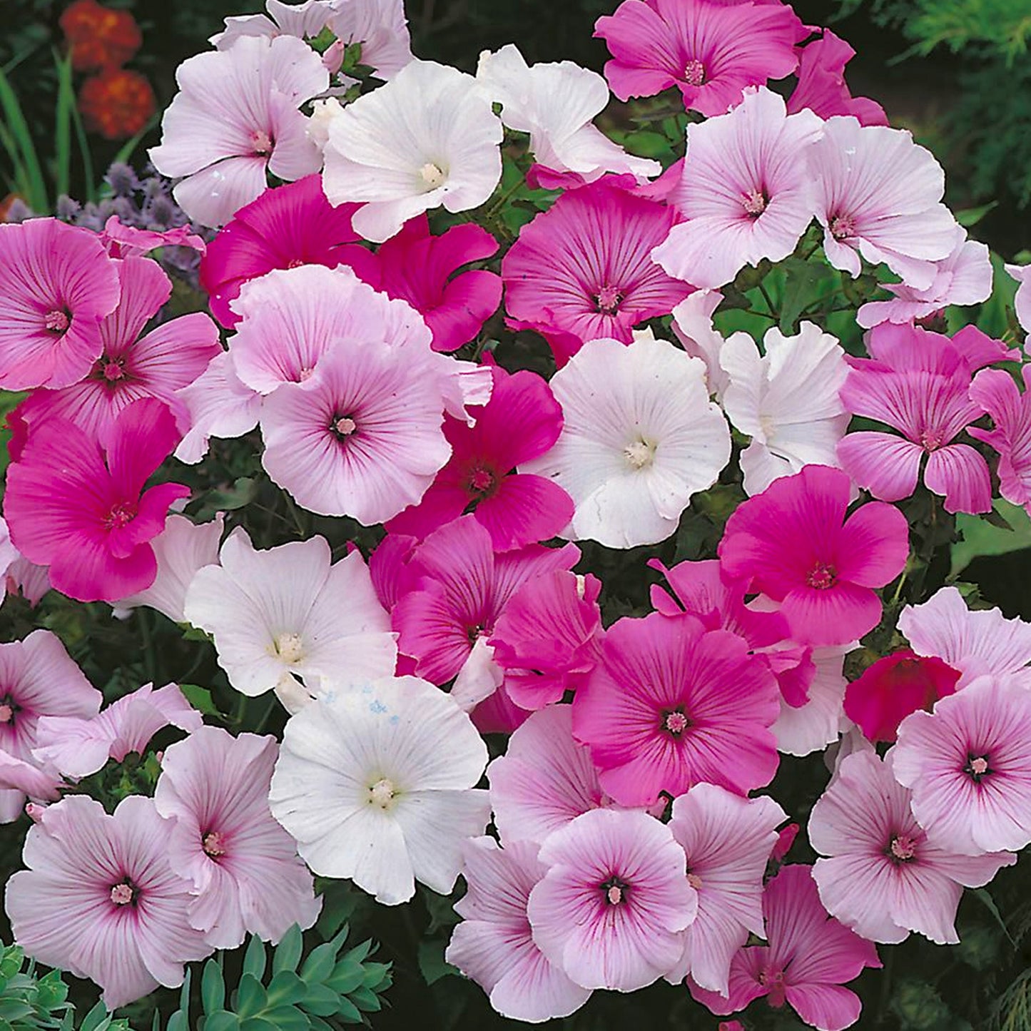 Lavatera Collection (9cm, Pack of 3)