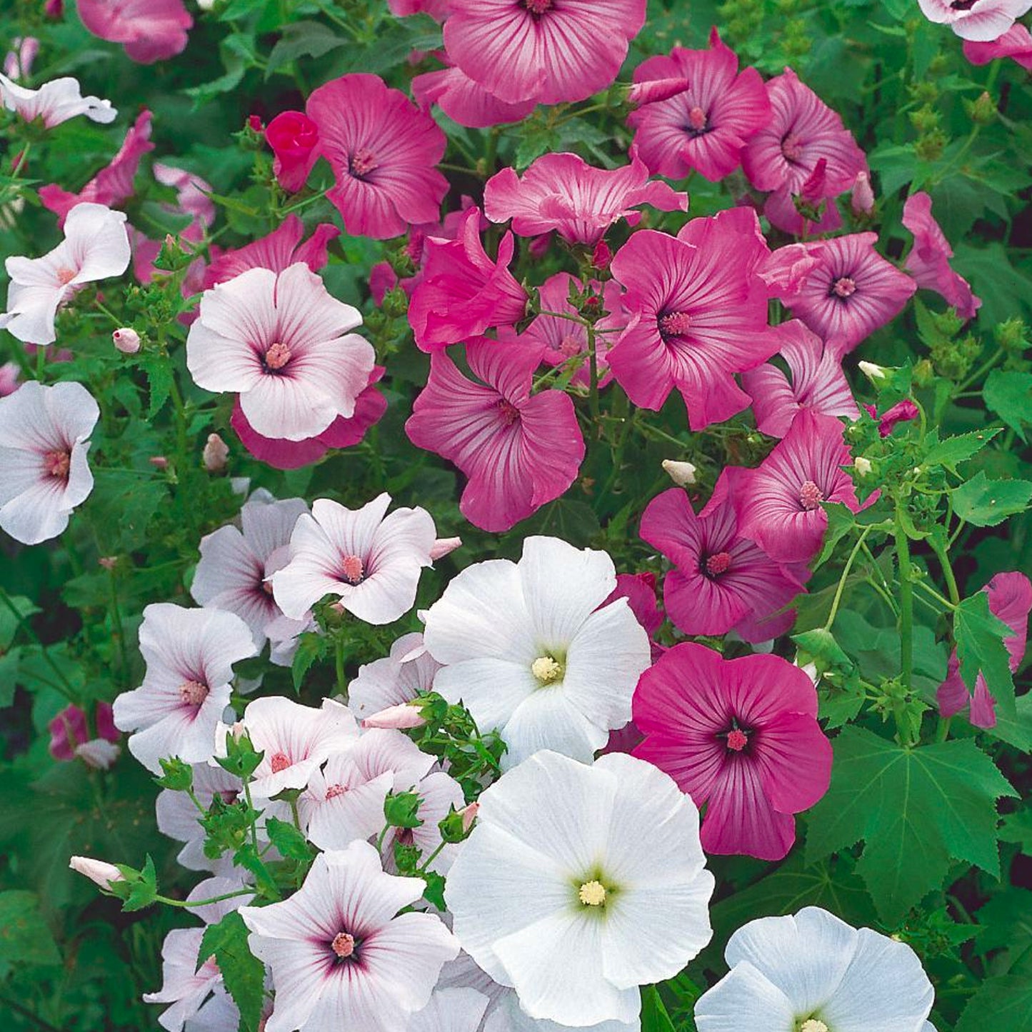 Lavatera Collection (9cm, Pack of 3)