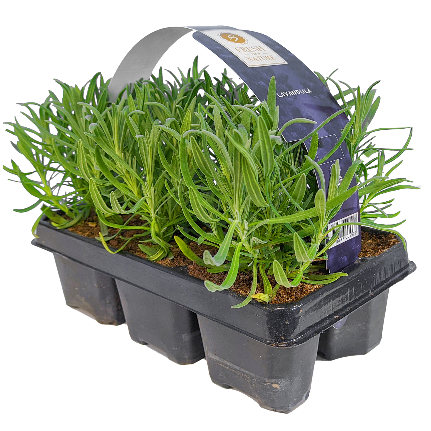 Lavender Angustifolia (Carry Six Pack)